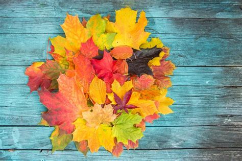 Maple Leaves Mixed Fall Colors On Wooden Background Stock Photo Image