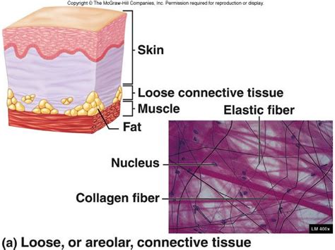 It holds organs in place and attaches epithelial tissue to other underlying tissues. loose areolar connective tissue - Google Search | Loose ...