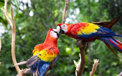 Check spelling or type a new query. Cute Love Bird Colorful Parrot HD Wallpapers | HD Wallpapers