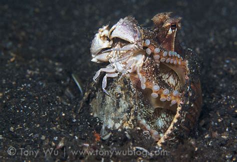 Adaptations Blue Ringed Octopus