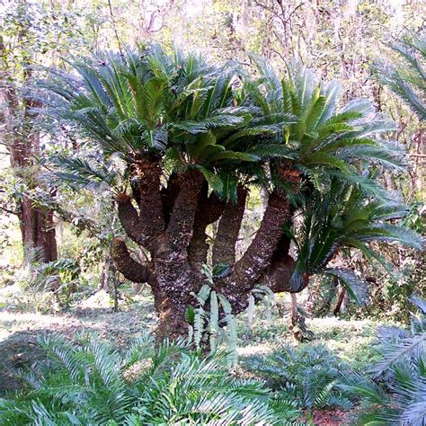 Sago palm cultivation areas are visited by local scientists, as well as by scientists from japan, the united kingdom and the netherlands. Cycad Revulata (Sago Palm) - Brian's Botanicals