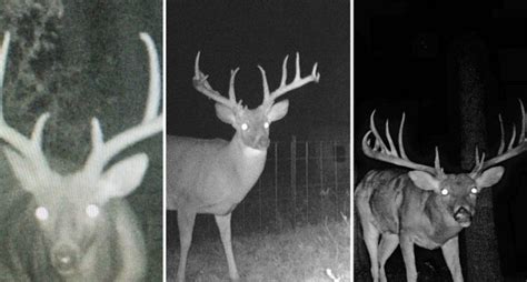 Texas Game Wardens Crack Down On Trophy Deer Poachers Wide Open Spaces