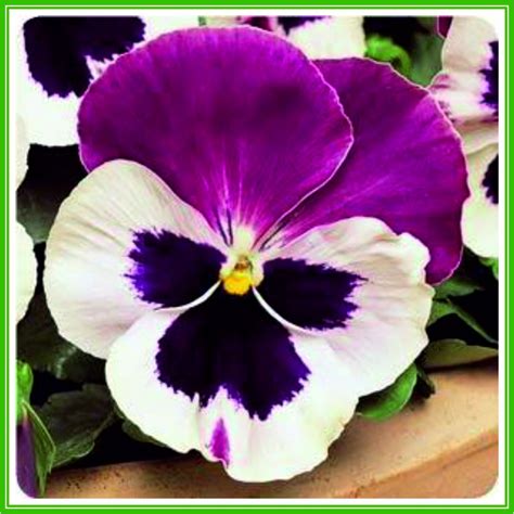 Ajp Pansy F1 Matrix Series Cassis Seed Uk Garden And Outdoors
