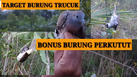 Jebak Burung Trucuk Menggunakan Jaring Bonus Burung Perkutut Youtube