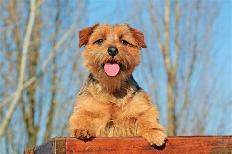 15 Popular Types Of Terriers Terrier Dog Breeds Canine Hq