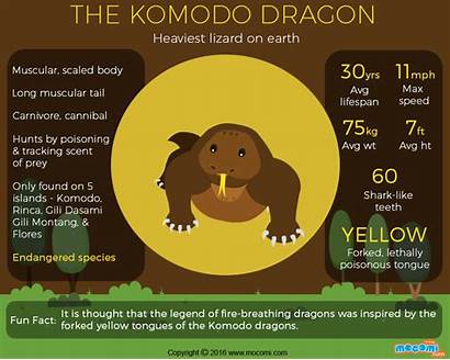 Komodo Dragon Facts Info Dragons Mocomi Project