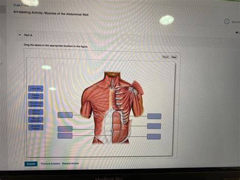 Solved Lab 7 Art Labeling Activity Muscles Of The Chegg Com