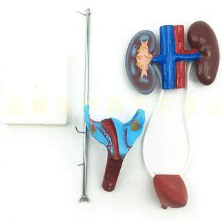 Hot Male Urogenital System Model Anatomical Model Of Urinary System