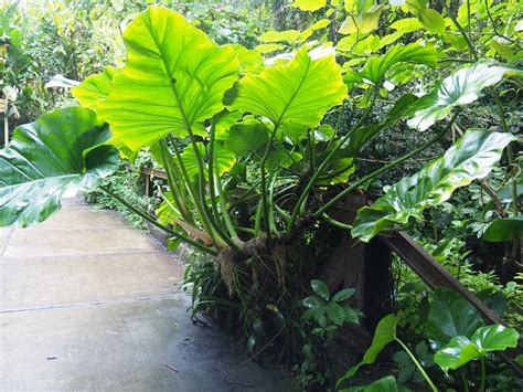 Elephant Ears Plant Alocasia Species Sep 16th 2018 Zoochat