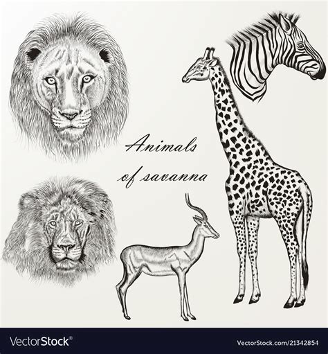 Set Of Hand Drawn Detailed African Animals Vector Image
