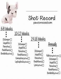 Keep Your New Puppy Up To Date On His Shots With This Shot