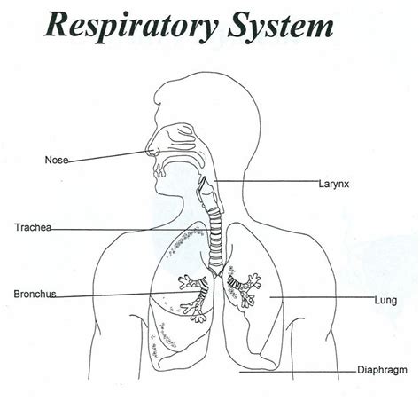 Respiratory System Unlabeled - Human | Human respiratory system