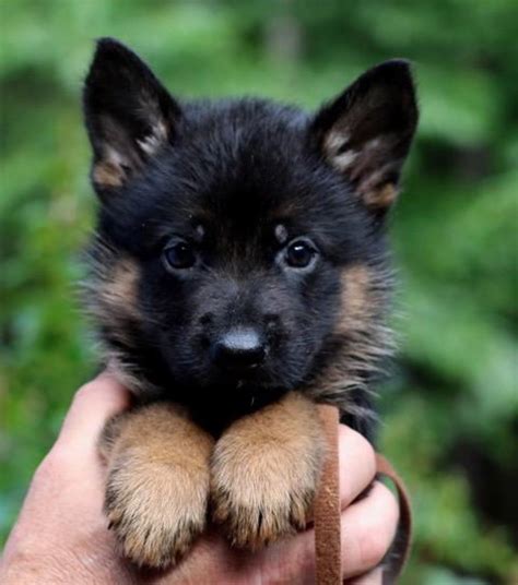 Sold Puppies Texas Nobleheim German Shepherds