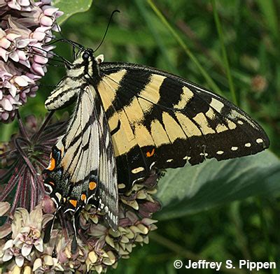 Canadian Tiger Swallowtail Pterourus Canadensis
