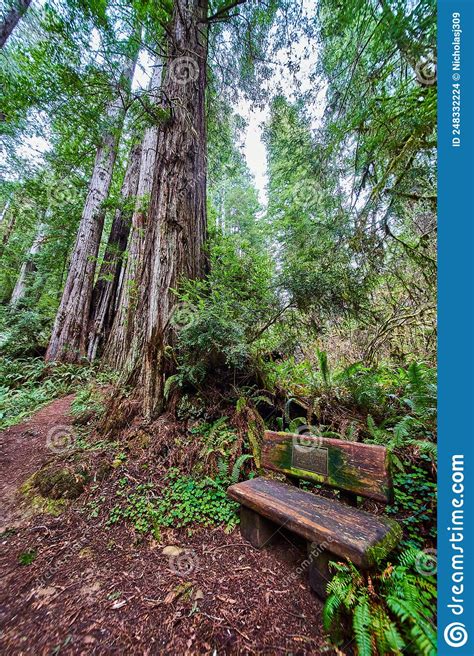 Ancient Redwood Forest With Bench To Rest On From Hike Stock Photo