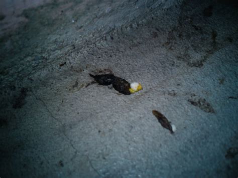Karena, walaupun nasi rawon disajikan dengan warna yang hitam pekat, rasa rawon sangat gurih dan sedap. Kenapa kotoran Cicak berwarna Hitam dan Putih? | KASKUS