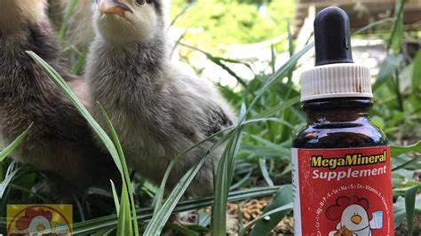 Examine your lifestyle and then our range to discover how we can assist you. Why we choose Mega Mineral Supplement for our Chickens ...