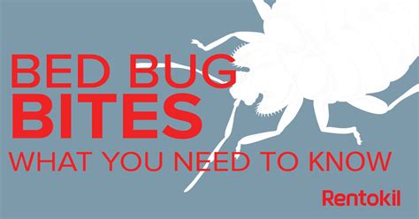 Bed Bug Bites What You Need To Know
