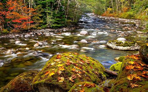Autumn Forest Stream Stream Forest Stones Flow Hd Wallpaper Peakpx