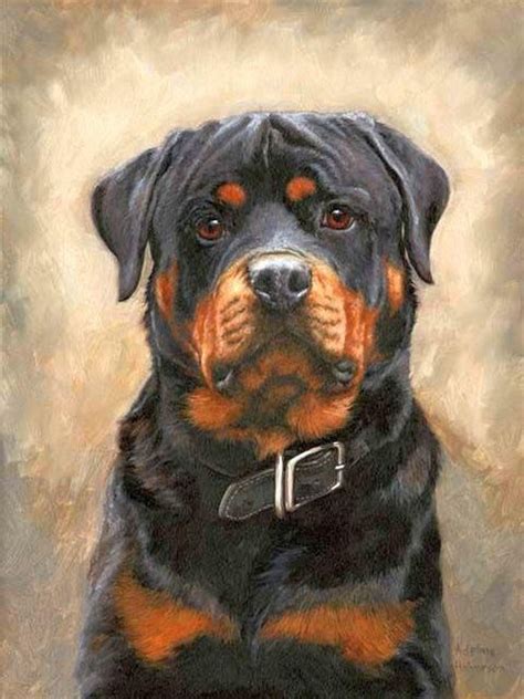 Rottweiler Profile Paint By Numbers Kit Paint My Numbers Dog