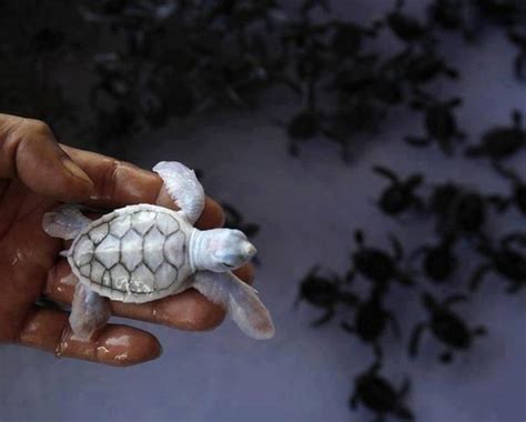 Cute Albino Baby Sea Turtles