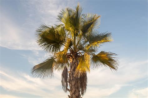 Mexican Fan Palm Trees For Sale Buying And Growing Guide