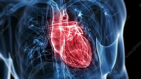 Beating Heart Stock Video Clip K0034573 Science Photo Library