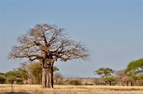 Baobab: Iconic Tree of Africa - Blog | Summit Expeditions & Nomadic ...