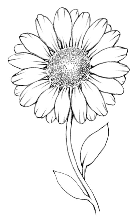 Flowers To Draw When Bored Flowers Art Ideas Pages Dev