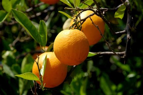 Oranger Doux Citrus Sinensis Photo Image 55240