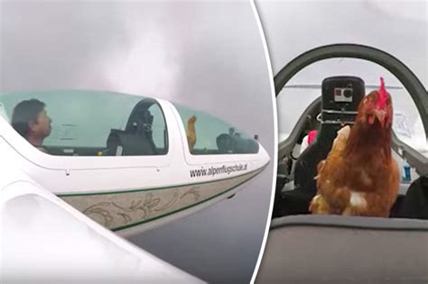 From the album 69 love songs volume 1. Animal news 2017: Chicken flies plane in video thanks to ...