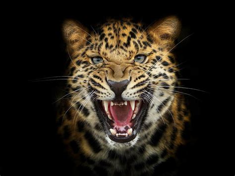 Close Up Hd Wajah Macan Tutul Leopard Wajah Hd Wallpaper Hd