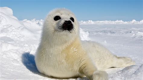 Adorable Newborn Harp Seal Pups Oceana Youtube