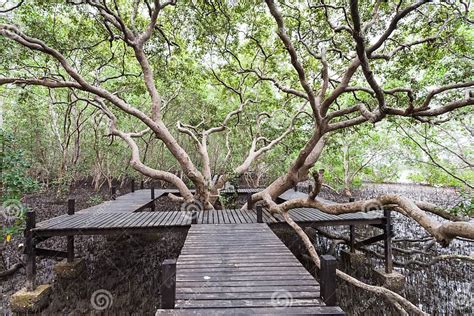 Big Tree And Wooden Bridge At Tung Prong Thonggolden Mangrove Field