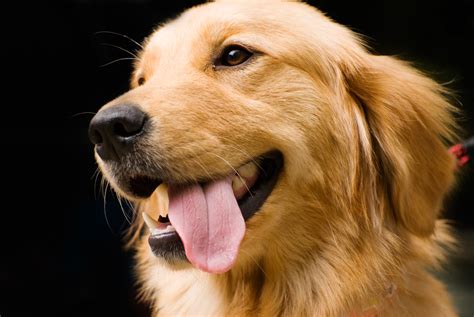 5 Things You Should Know Before Getting A Golden Retriever Animalso