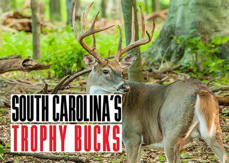 South Carolina Deer Hunting