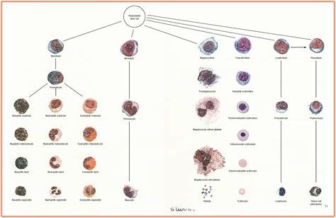 White Blood Cells Description Classification And Formation Medical