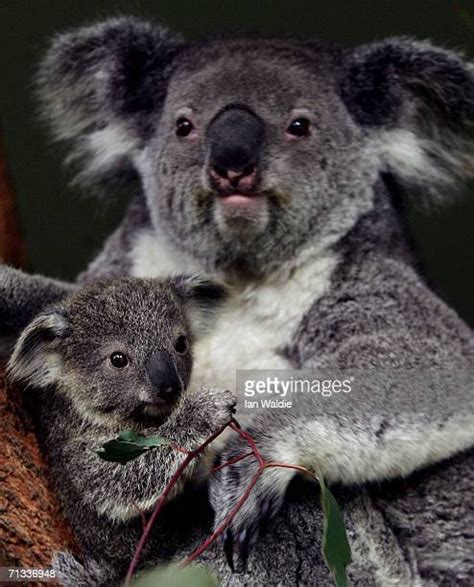Koala Baby Joey Photos And Premium High Res Pictures Getty Images