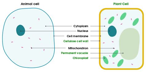 Both plant cells and animal cells are eukaryotic cells. File:Differences between simple animal and plant cells (en ...