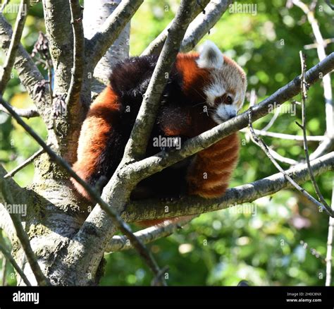Kleiner Panda Ailurus Fulgens Auch Katzenbaer Genannt Ist Eine Seltene