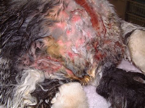 Veterinary care of a giant lop rabbit with severe fly strike