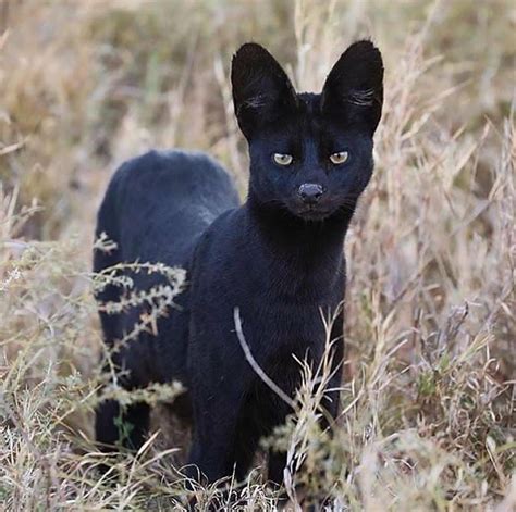 Manja The Rare Melanistic Serval Cat Roams The Serengeti In Tanzania