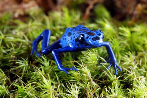 Blue Poison Dart Frog Blue Poison Dart Frog Poison Dart Frogs Dart Frog