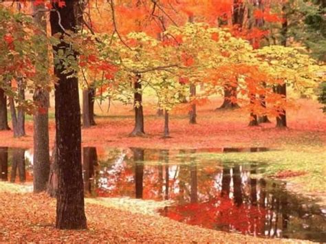 Autumn Reflection Trees Autumn Leaves Reflection Lake Hd Wallpaper