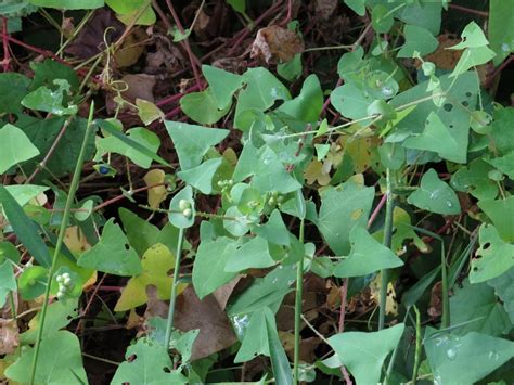 Vine, heart shaped leaves with veins that stem from the center base, root tubers look like features: mile-a-minute weed (Invasive Plants of Maryland) · iNaturalist