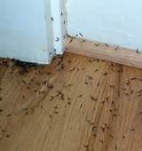 Pictures of Baby Termites In House