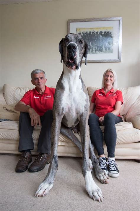 Massive Great Dane From Wales Which Achieved World Wide Fame Has Died