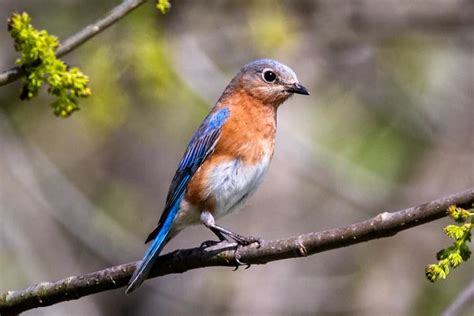 The 20 Best Birds In Virginia Rhythm Of The Home