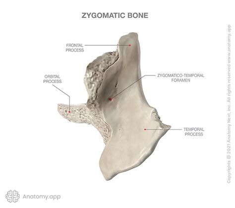 Zygomatic Bone Encyclopedia Anatomyapp Learn Anatomy 3d Models