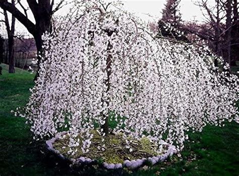 How To Grow And Care Weeping Cherry Tree Best Fertilizer